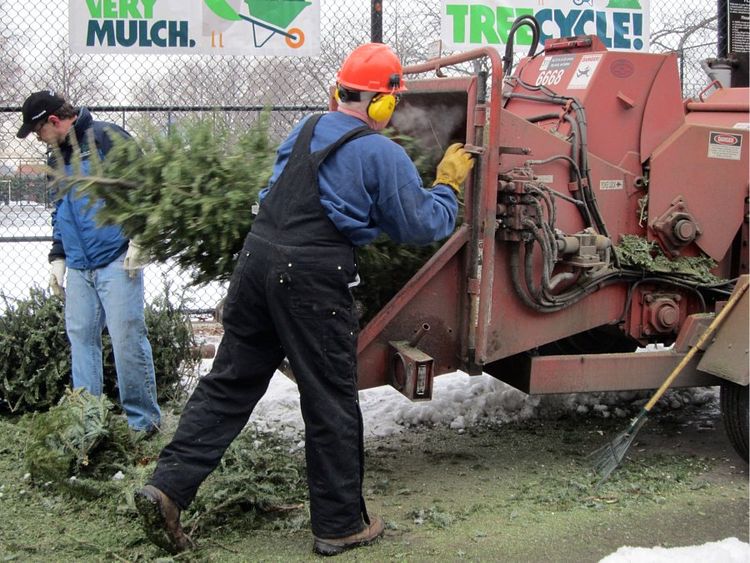 A worker in a hardhat pushes a Christmas tree into a chipper.