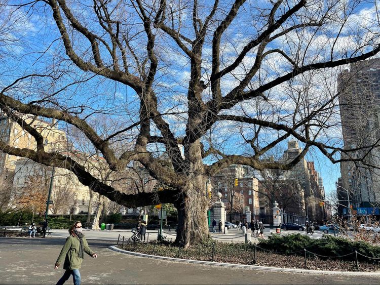 The imposing, leafless arms of a large tree create an imposing silhouette against a backdrop of buildings and the street.