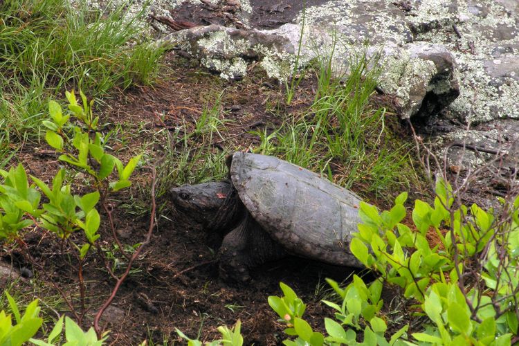 Snapping Turtles Make Treacherous Journeys from Their Watery Homes
